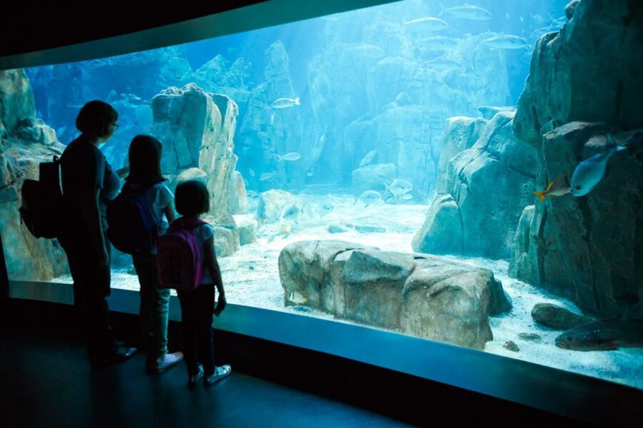 Orlando: SEA LIFE Orlando Aquarium - Ted, Chely, and the rescued-animal story
