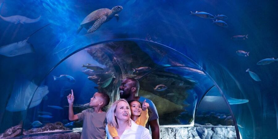 Orlando: SEA LIFE Orlando Aquarium - Fish, sharks, rays, and the smaller details