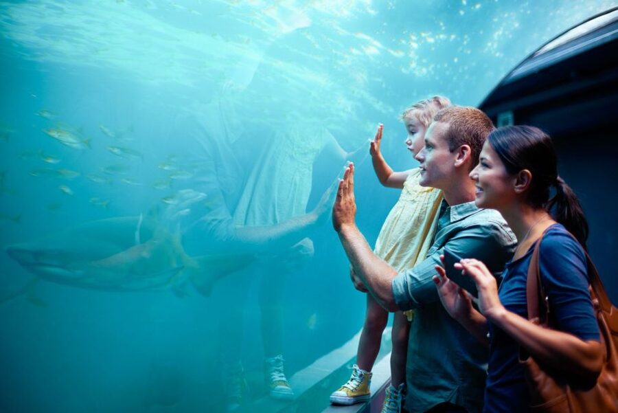 Orlando: SEA LIFE Orlando Aquarium - The shark virtual reality session
