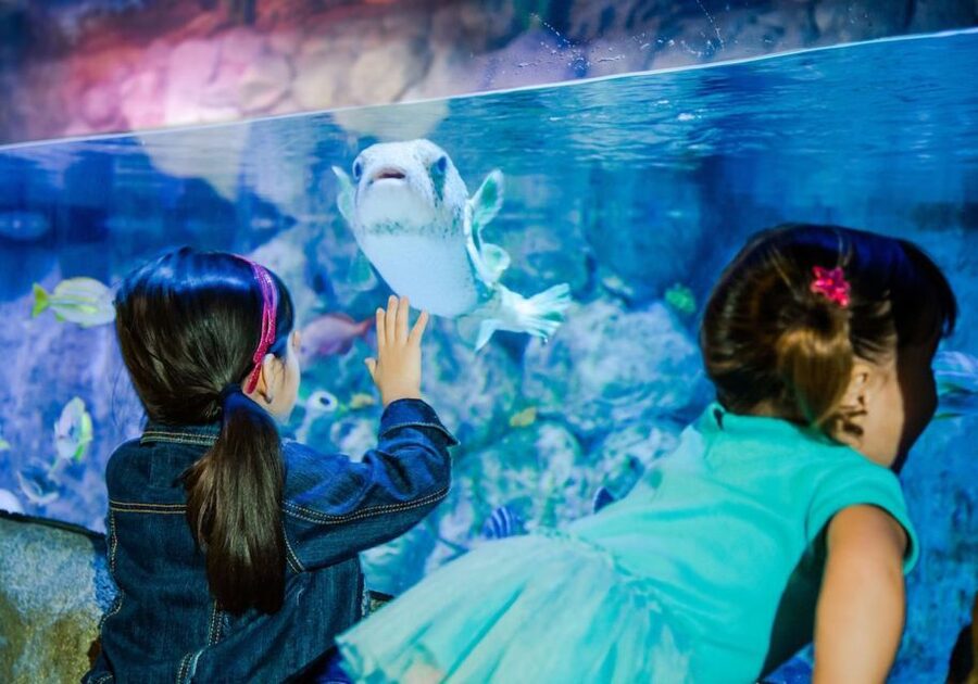 Orlando: SEA LIFE Orlando Aquarium - A gentle, hands-on stop at the coastal rock pool
