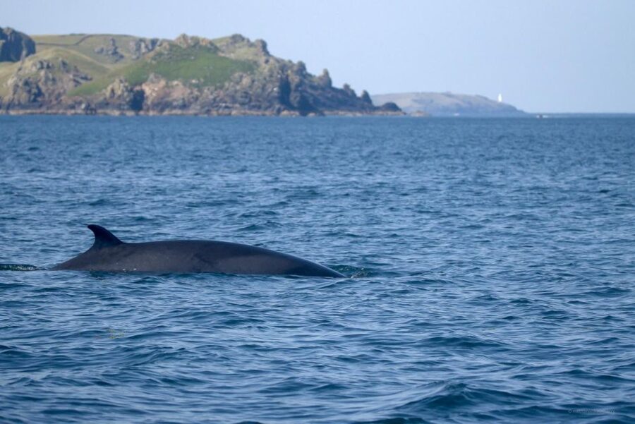Padstow: Guided RIB Sealife Safari - Key points to know before you book