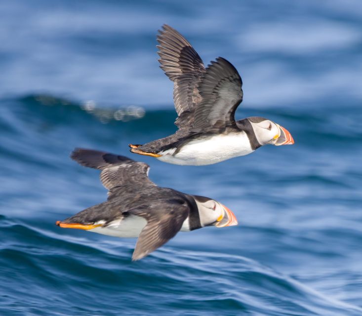 Padstow: Guided RIB Sealife Safari - From Padstow Harbour to the Atlantic