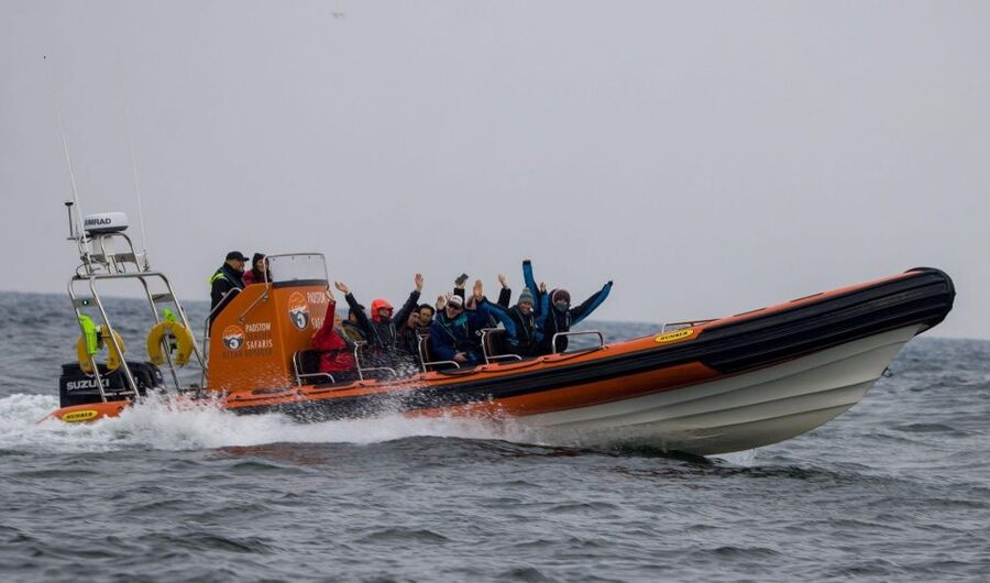 Padstow: Guided RIB Sealife Safari - Puffin Island and the nesting cliffs