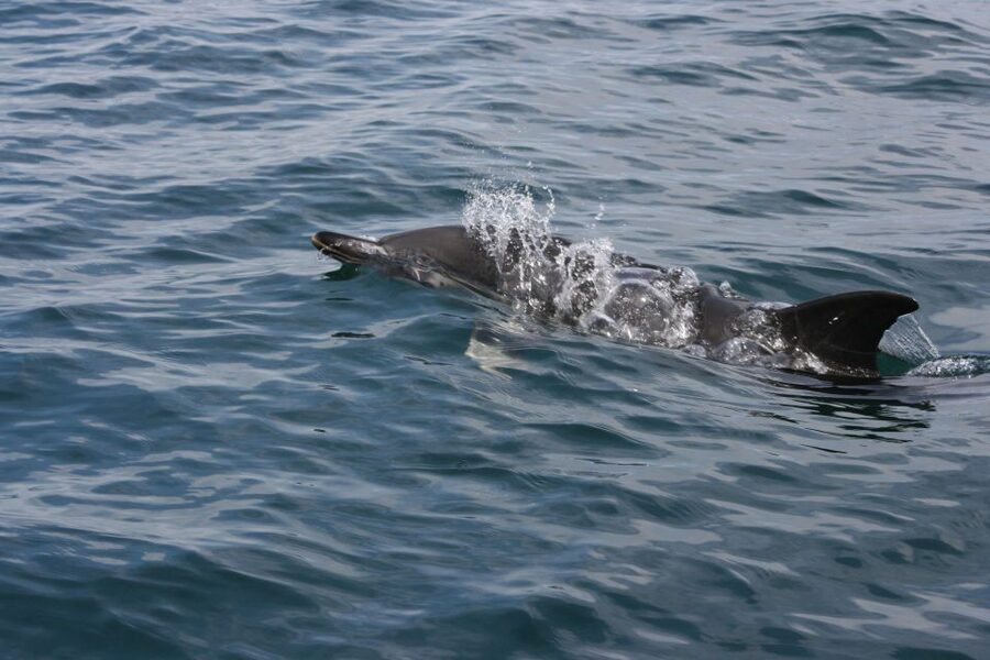 Padstow: Guided RIB Sealife Safari - Practical tips for a better trip