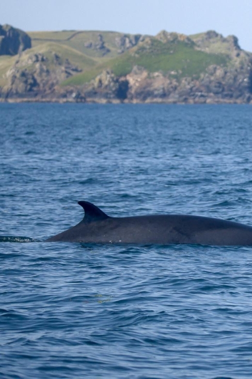 Padstow: Guided RIB Sealife Safari - Wildlife watching without false promises