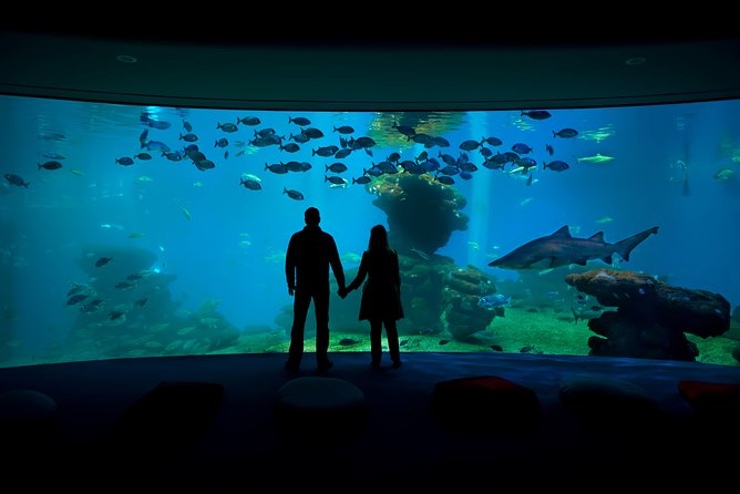 Palma Aquarium with return bus from Port Alcudia - Key points to know before booking