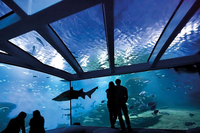 Palma Aquarium with return bus from Port Alcudia - What the Port Alcudia day looks like