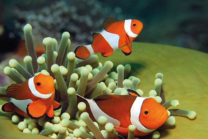 Palma Aquarium with return bus from Port Alcudia - How much value do you get for $61.51?