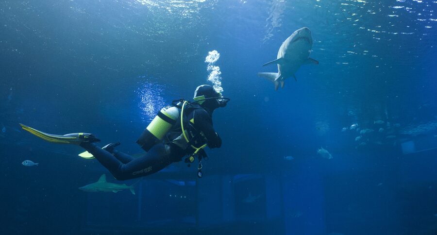 Palma de Mallorca: Shark Dive at Palma Aquarium - Key points to know before booking