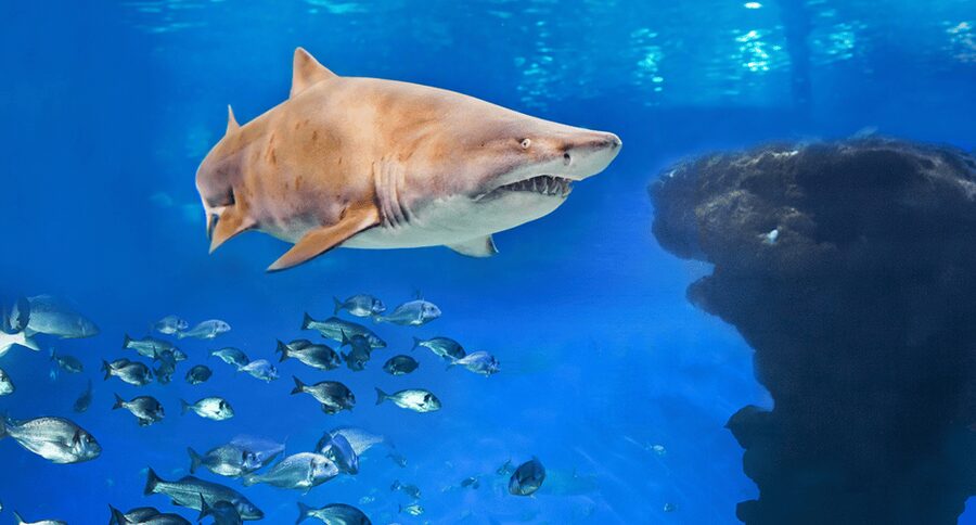 Palma de Mallorca: Shark Dive at Palma Aquarium - Meeting the sharks in Palma Aquarium’s Big Blue