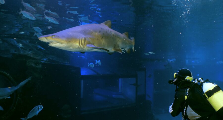 Palma de Mallorca: Shark Dive at Palma Aquarium - Choosing between 4 meters and 8.5 meters