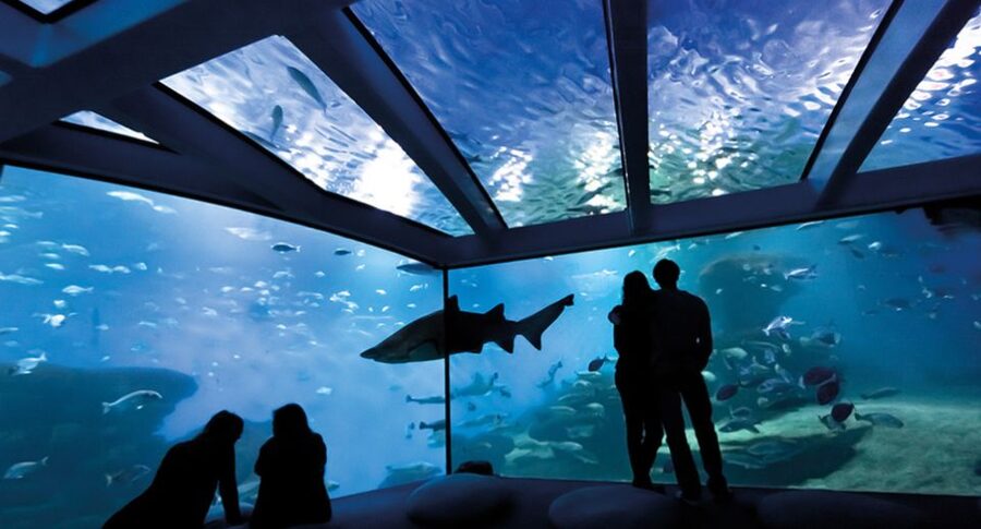 Palma de Mallorca: Shark Dive at Palma Aquarium - Thirty minutes among sharks, rays, and fish