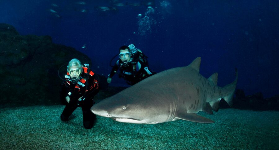 Palma de Mallorca: Shark Dive at Palma Aquarium - The 40-minute briefing makes a real difference