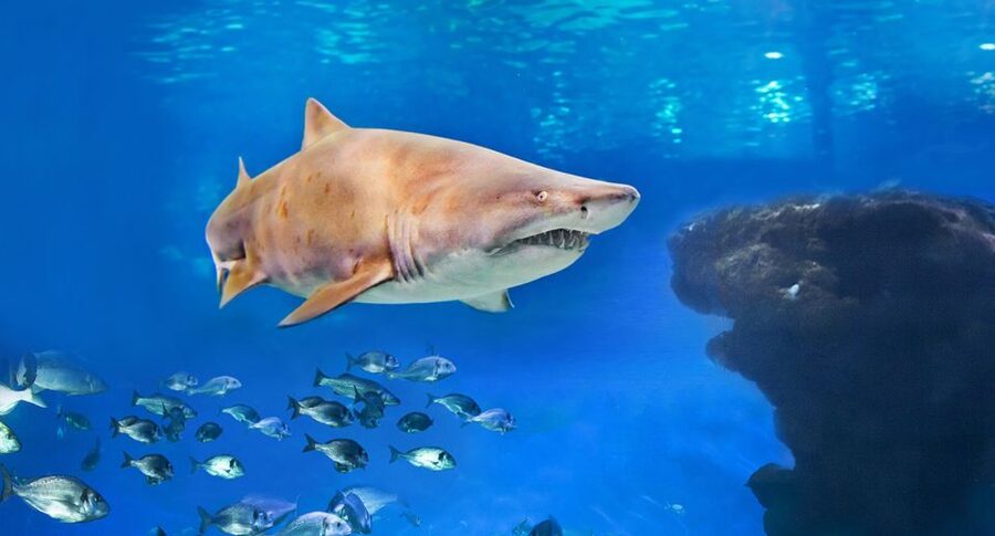 Palma: Palma Aquarium Ticket with Transfer Service - Key points to know before you go