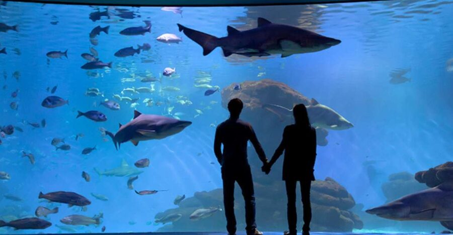 Palma: Palma Aquarium Ticket with Transfer Service - Big Blue gives the visit its main thrill
