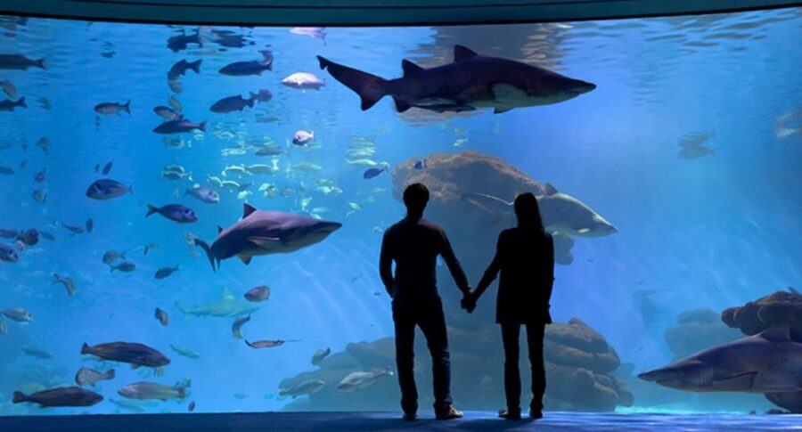 Palma: Palma Aquarium Ticket with Transfer Service - Feeding times add structure to your day