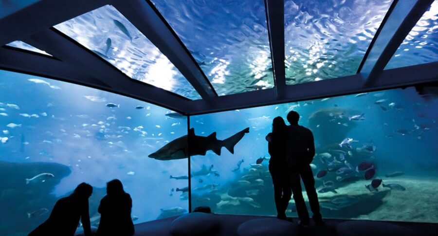 Palma: Palma Aquarium Ticket with Transfer Service - Children get more than a walk through glass
