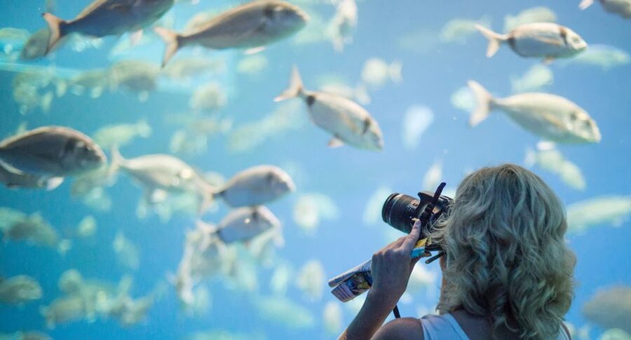Palma: Palma Aquarium Ticket with Transfer Service - Expect a full-day schedule