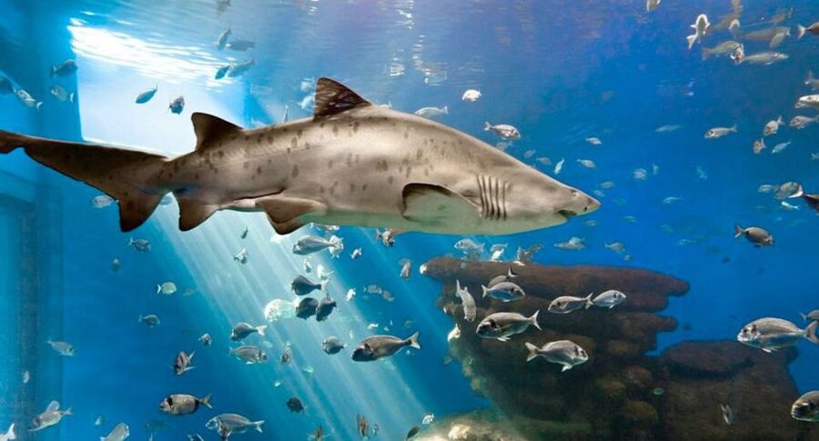 Palma: Palma Aquarium Ticket with Transfer Service - The 1-kilometer route keeps the visit varied