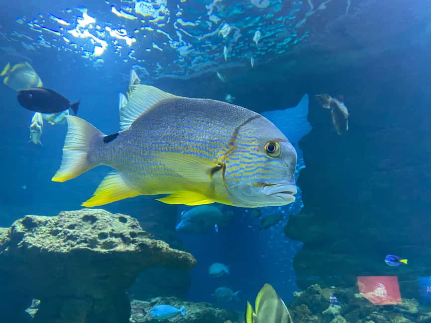Paris: Aquarium de Paris, A Dive into the Deep Blue Wonder - Finding Aquarium de Paris Under Trocadéro