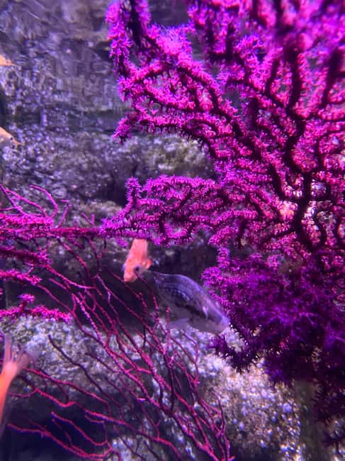 Paris: Aquarium de Paris, A Dive into the Deep Blue Wonder - The Médusarium Sets the Tone