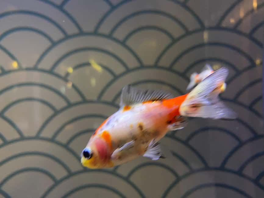 Paris: Aquarium de Paris, A Dive into the Deep Blue Wonder - Koi Ponds and Hands-On Discovery
