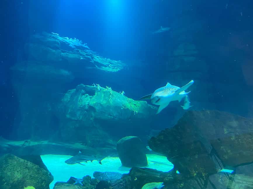 Paris: Aquarium de Paris, A Dive into the Deep Blue Wonder - Shows, Feedings, and Learning Activities