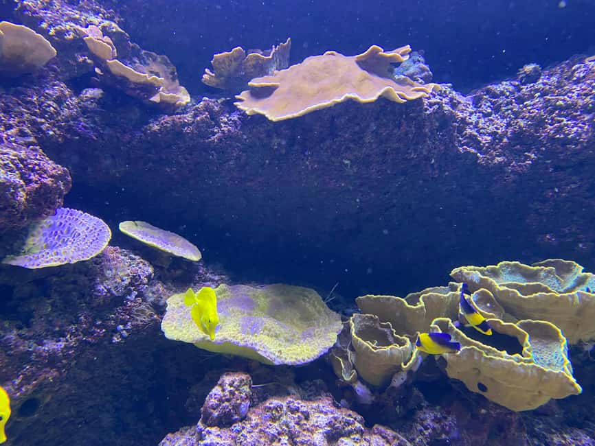 Paris: Aquarium de Paris, A Dive into the Deep Blue Wonder - Saturday Nights Add a Different Mood