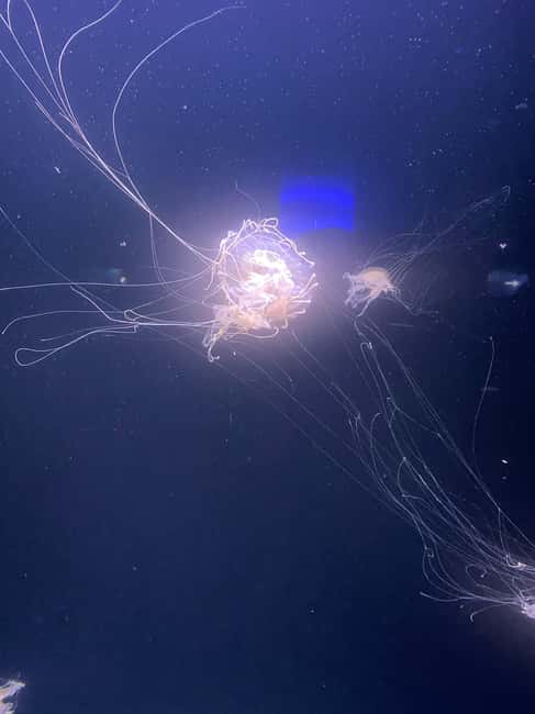 Paris: Aquarium de Paris, A Dive into the Deep Blue Wonder - Is $69 Per Person Good Value?