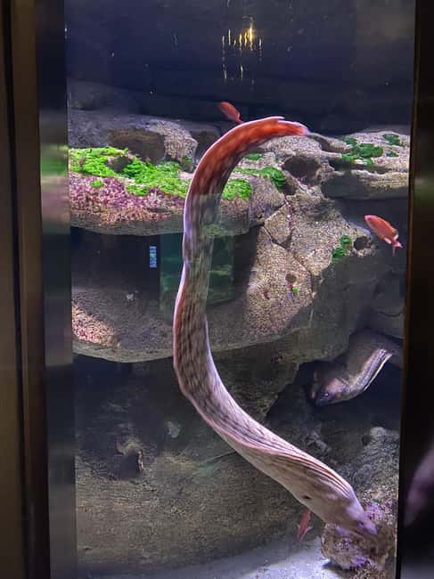 Paris: Aquarium de Paris, A Dive into the Deep Blue Wonder - Sharks, Coral, and Underwater Cities