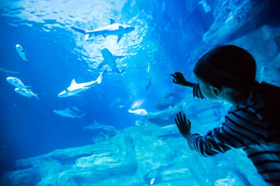 Paris: Aquarium de Paris Entrance Ticket - The shark tank is the main family draw