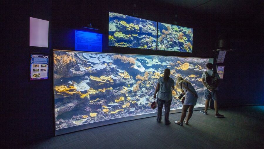 Paris: Aquarium de Paris Entrance Ticket - Touching koi turns looking into doing