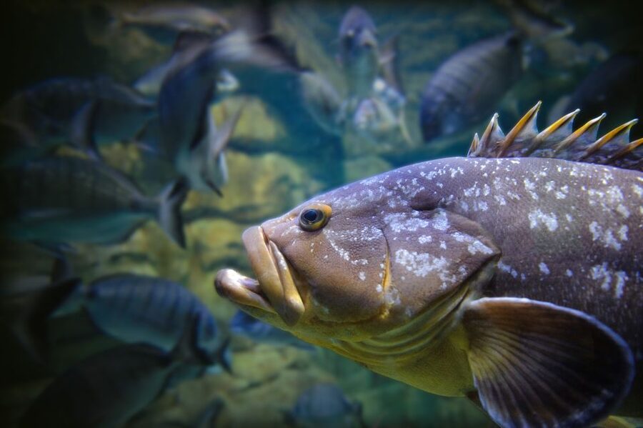 Paris: Aquarium de Paris Entrance Ticket - Films, cartoons, workshops, and live shows