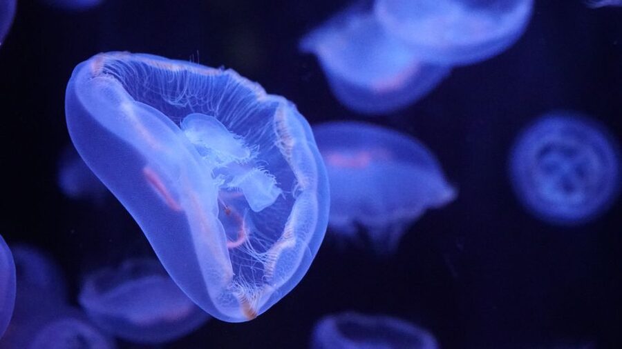 Paris: Aquarium de Paris Entrance Ticket - How long should you allow?