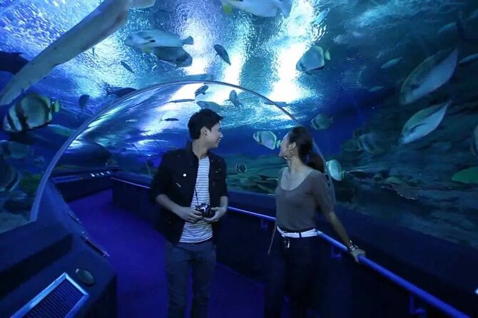 Pattaya Underwater World Admission Ticket - What the 105-meter tunnel really gives you