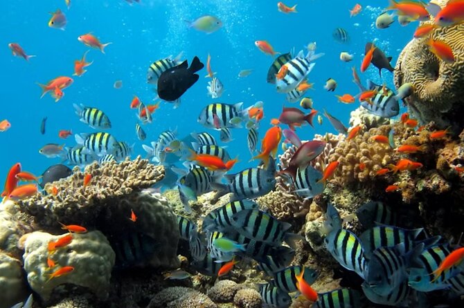 Pattaya Underwater World Admission Ticket - Feeding shows add a reason to watch the clock