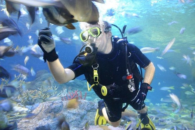 Pattaya Underwater World - Discover Ocean Treasures - Key points to know before you go
