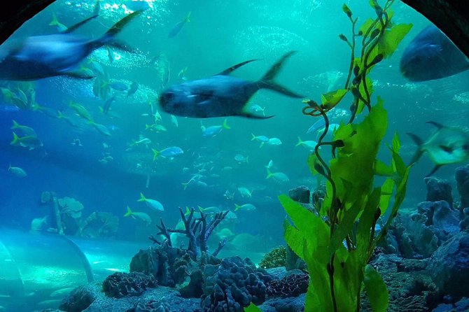Pattaya Underwater World - Discover Ocean Treasures - When to go and how long to allow