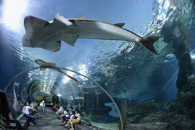 Pattaya Underwater World Entrance Ticket - The 105-meter tunnel is the centerpiece