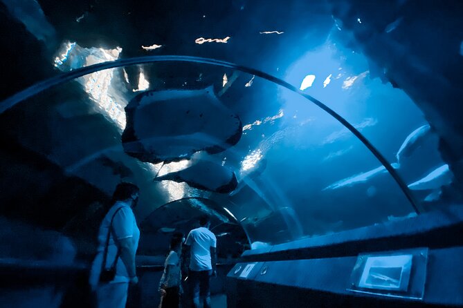 Pattaya Underwater World Entrance Ticket - Ray Pool and hands-on marine displays