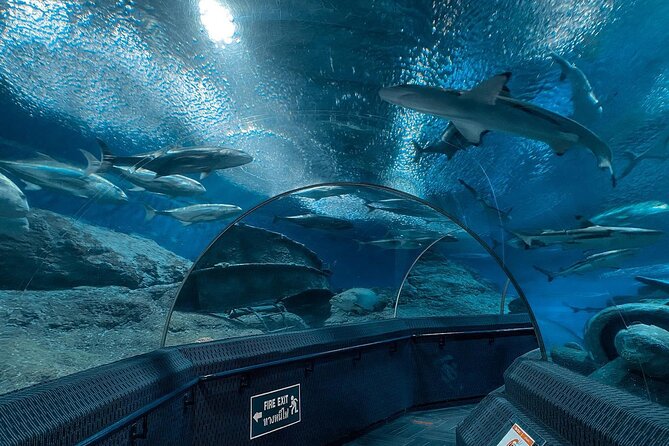 Pattaya Underwater World Entrance Ticket - Who will enjoy this visit most