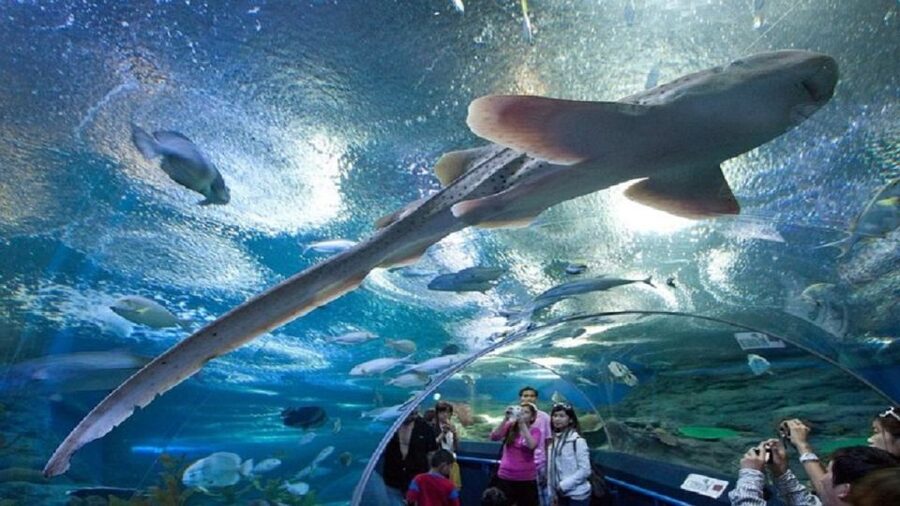 Pattaya: Underwater World Pattaya Aquarium Admission Ticket - Walking beneath the tanks in the 105-meter tunnel