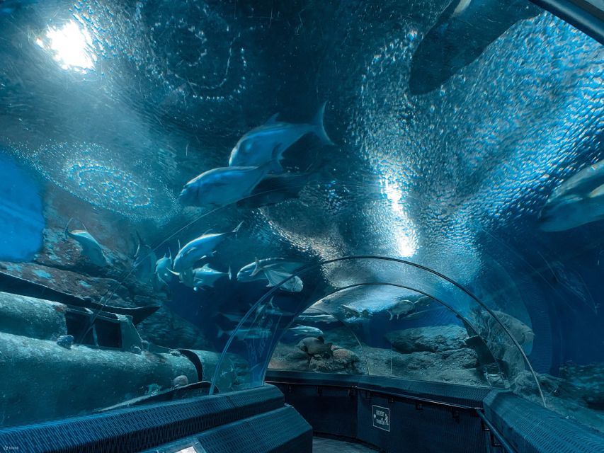 Pattaya: Underwater World Pattaya Aquarium Admission Ticket - Shark and Stingray Zone: the most exciting stretch