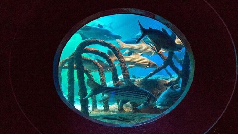 Pattaya: Underwater World Pattaya Aquarium Admission Ticket - Siam Giant Zone: a look at large freshwater life
