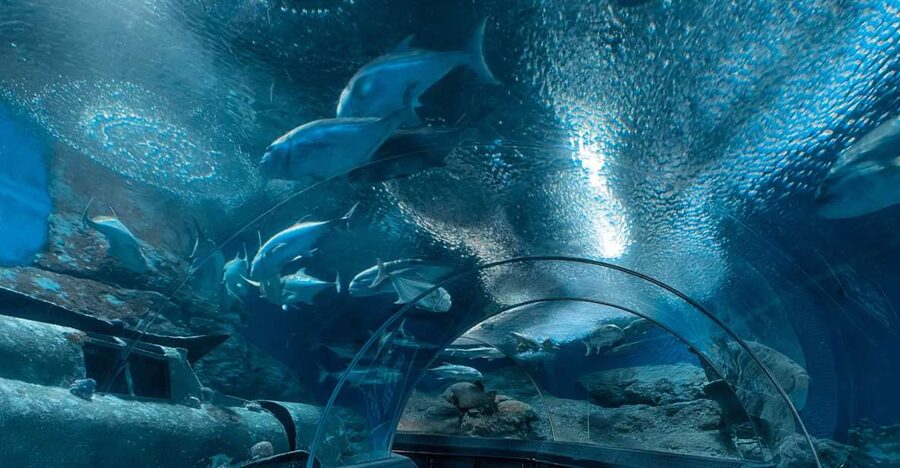 Pattaya: Underwater World Pattaya Aquarium Admission Ticket - Coral Reef Zone: color and movement in close view