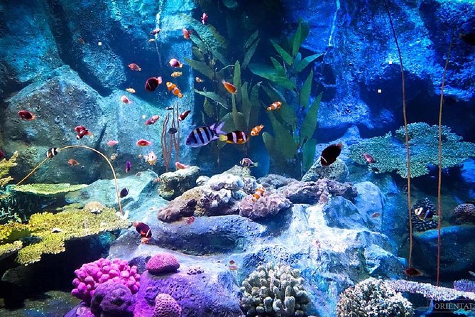 Pattaya Underwater World Tickets - The tunnel, Ray Pool, and smaller tanks