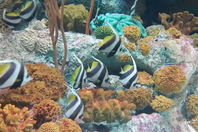Pattaya Underwater World Tickets - Should you book Pattaya Underwater World?