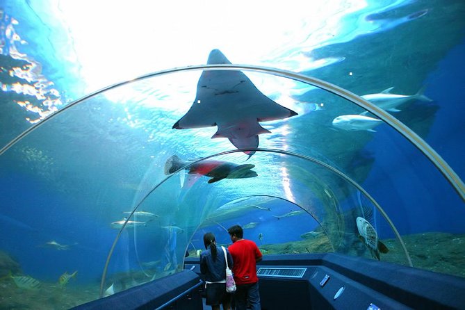 Pattaya Underwater World Tickets - Coral Reef Zone and Open Water displays