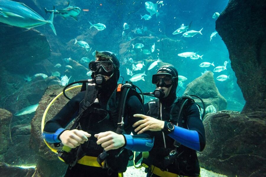 Porto Moniz: Diving with Sharks and Rays in Madeira Aquarium - What makes the Porto Moniz tank session special