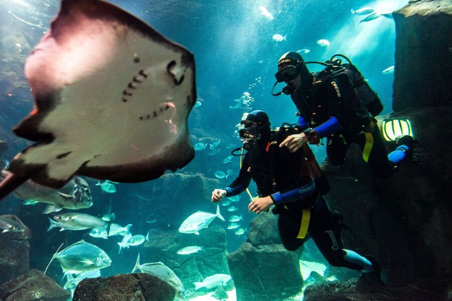 Porto Moniz: Diving with Sharks and Rays in Madeira Aquarium - The first hour: aquarium exhibits and the technical zone